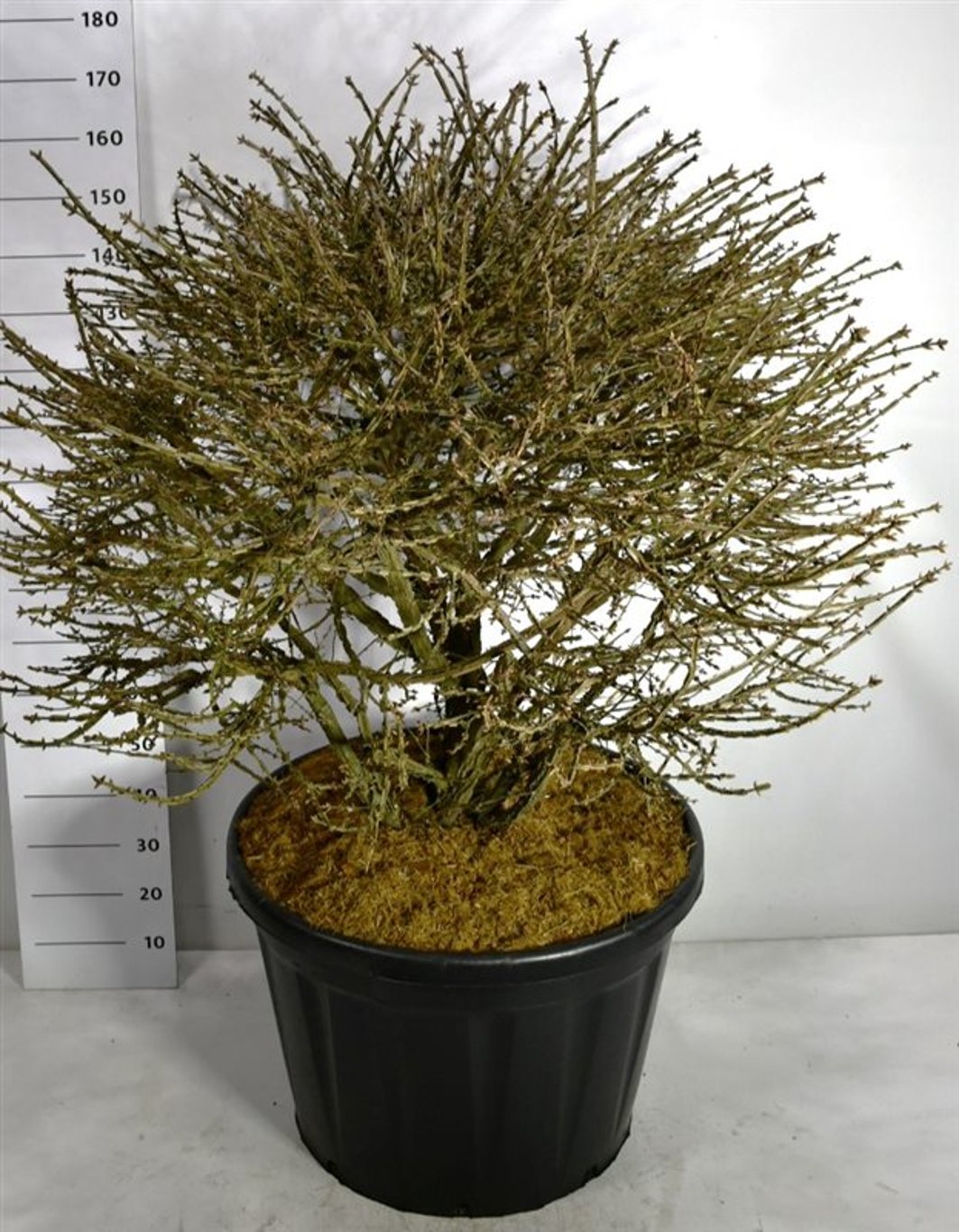 Euonymus alatus - 120-130 CM Ball C180
